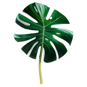 Swirling Monstera Leaf PNG Fhu PNG
