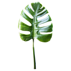 Swirling Monstera Leaf PNG Qtw57 PNG