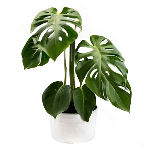 Swiss Cheese Plant Png 06212024 PNG image