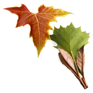 Sycamore Leaves Autumn Png 87 PNG image