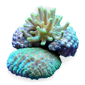 Symbiotic Relationships In Coral PNG 05242024