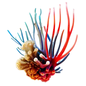 Symbiotic Relationships In Coral PNG Ytt