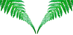 Symmetrical Fern Leaves