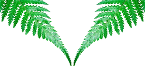Symmetrical Fern Leaveson Black Background