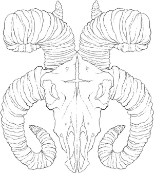 Symmetrical Goat Skull Illustration PNG image