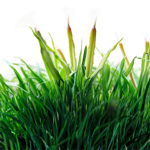 Synthetic Green Grass Png 27 PNG image