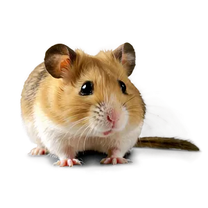 Syrian Hamster Png 05232024 PNG image