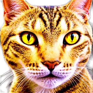 Tabby Cat Face Png Jwx25 PNG image