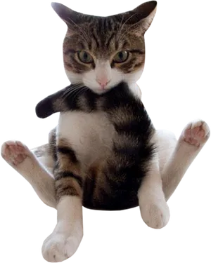 Tabby Cat Sitting Funny Pose PNG image