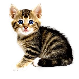 Tabby Kitten PNG 05232024