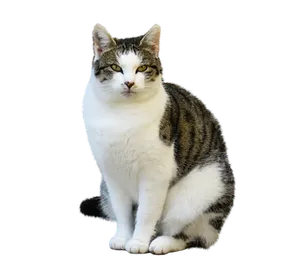 Tabbyand White Cat Black Background