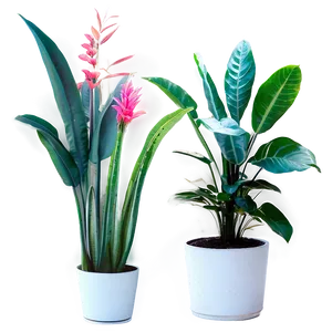 Tall Floor Plant PNG Kbq38 PNG