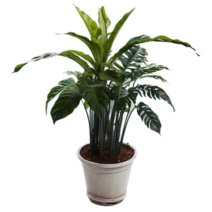 Tall Floor Plant PNG Ymx PNG