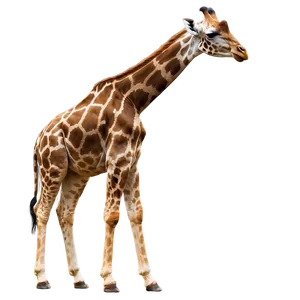 Tall Giraffe In Habitat Png 05062024 PNG image
