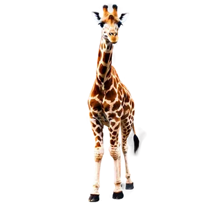 Tall Giraffe In Habitat PNG 05062024