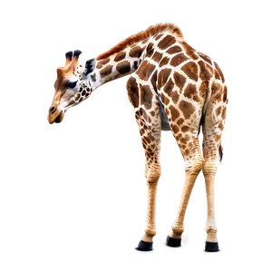 Tall Giraffe In Habitat PNG Hvt