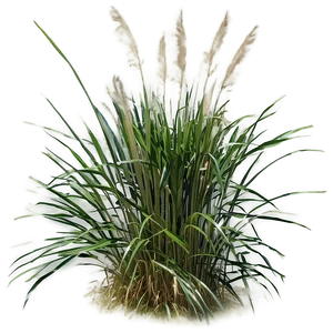 Tall Ornamental Grass Png 90 PNG image