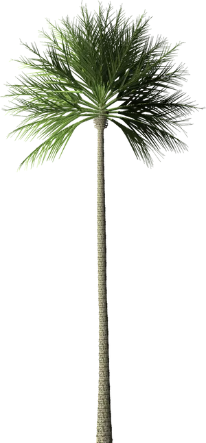 Tall Palm Tree Graphic PNG
