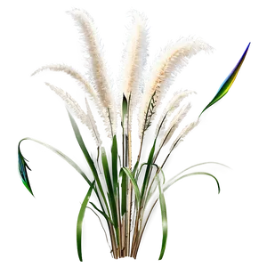 Tall Pampas Grass Png 06272024 PNG image