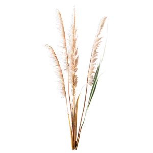 Tall Pampas Grass Png 06272024 PNG image