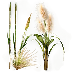 Tall Pampas Grass PNG Odj94 PNG