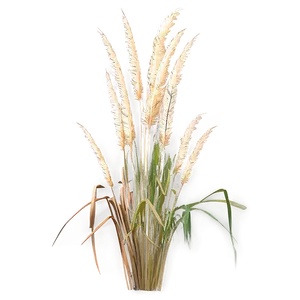 Tall Pampas Grass PNG Ulb PNG