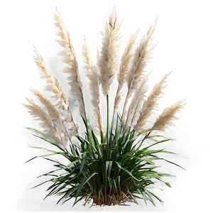 Tall Pampas Grass Png Wky PNG image