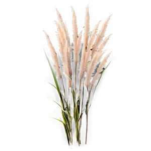 Tall Pampas Grass Png Xbd PNG image