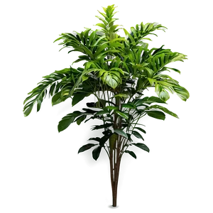 Tall Plant In Landscape PNG 06282024