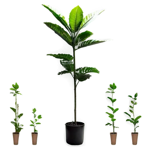 Tall Plant In Natural Light PNG 23