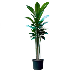 Tall Plant In Natural Light PNG Csj