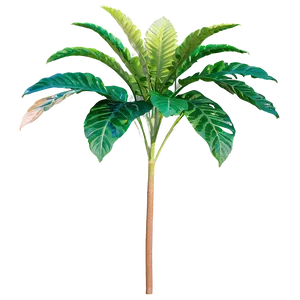 Tall Plant In Natural Light PNG Rrs