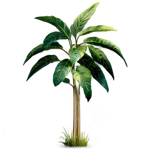 Tall Plant On Transparent Background PNG 06282024