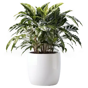 Tall Potted Plants For Privacy PNG 89 PNG