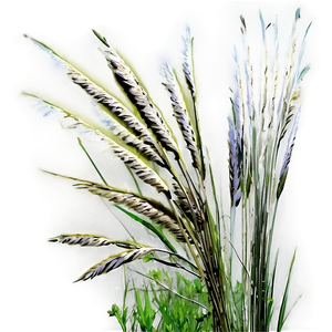 Tall Prairie Grass Png 68 PNG image