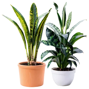 Tall Snake Plant Png 06122024 PNG image