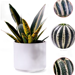Tall Snake Plant PNG 06122024