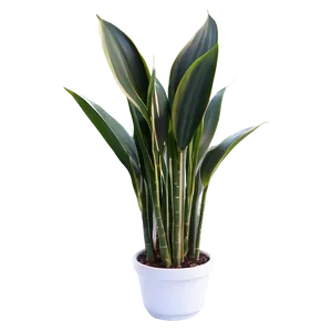 Tall Snake Plant Png Tgc12 PNG image