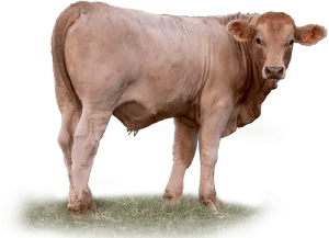 Tan Calf Standingon Grass PNG image