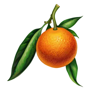 Tangerine Artistic PNG Rcu