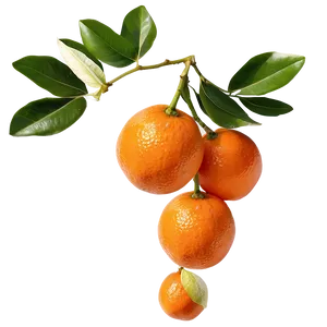 Tangerine B PNG image