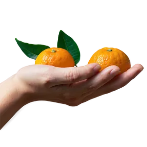 Tangerine In Hand PNG Fhk