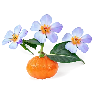 Tangerine With Flowers PNG 06122024