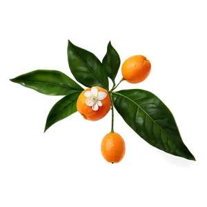Tangerine With Flowers PNG Avw