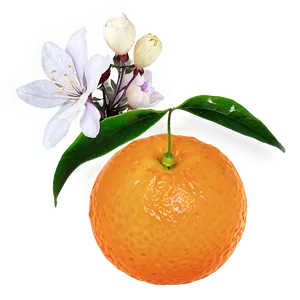 Tangerine With Flowers PNG Yab51 PNG