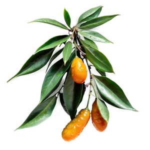 Tangy Kumquat PNG Fes