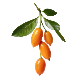 Tangy Kumquat PNG Ohs12
