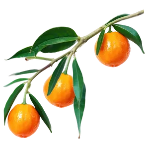 Tangy Kumquat PNG Uxr