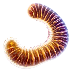 Tapeworm Parasite PNG Sev67 PNG