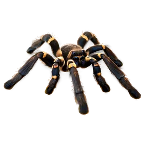 Tarantula A PNG image